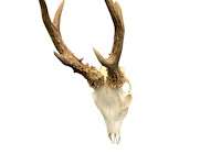 Ree - schedel met gewei - afbeelding 3 van  4