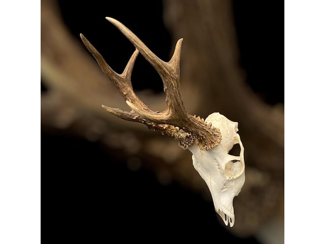 Ree - schedel met gewei - afbeelding 4 van  4