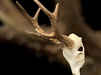 Ree - schedel met gewei - afbeelding 4 van  4