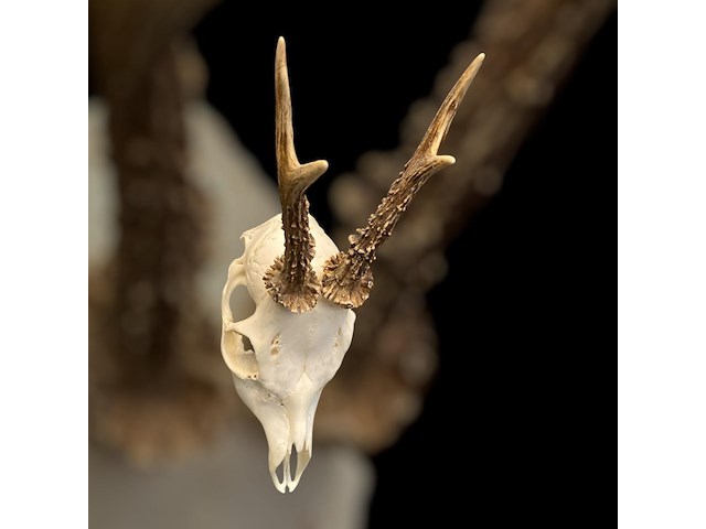 Ree - schedel met gewei - afbeelding 2 van  4