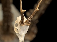 Ree - schedel met gewei - afbeelding 2 van  4