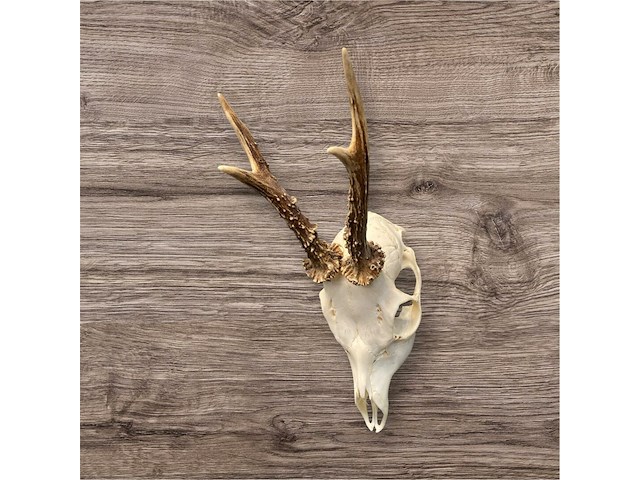 Ree - schedel met gewei - afbeelding 3 van  4