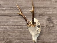 Ree - schedel met gewei - afbeelding 3 van  4