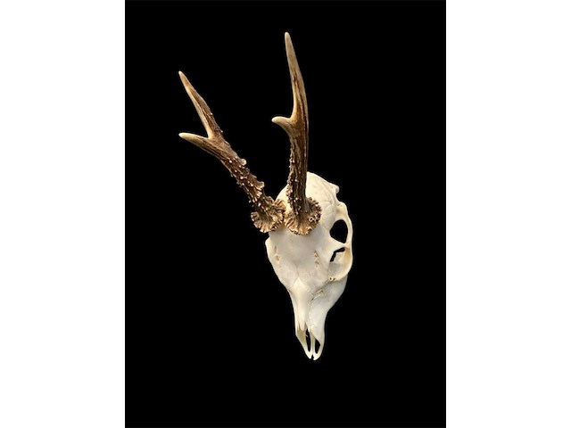 Ree - schedel met gewei - afbeelding 4 van  4