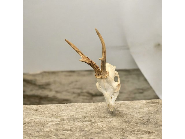 Ree - schedel met gewei - afbeelding 1 van  4