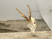 Ree - schedel met gewei - afbeelding 1 van  4