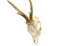 Ree - schedel met gewei - afbeelding 2 van  4