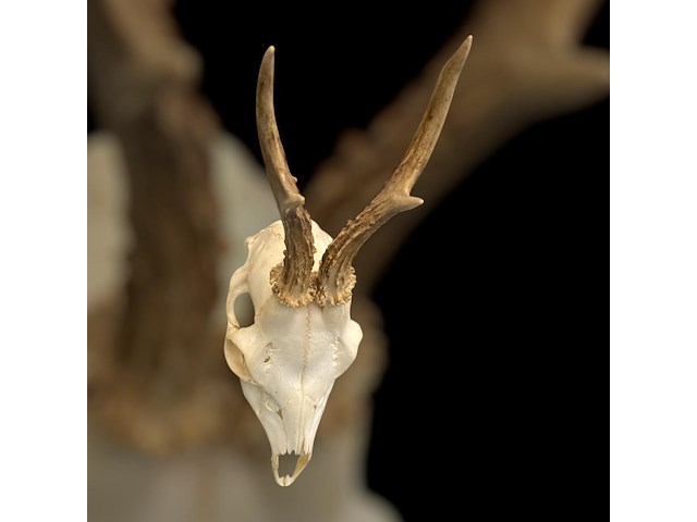 Ree - schedel met gewei - afbeelding 3 van  4