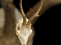 Ree - schedel met gewei - afbeelding 3 van  4