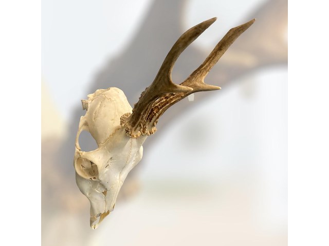 Ree - schedel met gewei - afbeelding 4 van  4