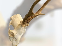 Ree - schedel met gewei - afbeelding 4 van  4