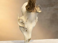 Ree - schedel met gewei - afbeelding 1 van  3