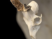 Ree - schedel met gewei - afbeelding 3 van  3