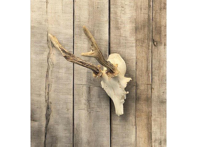 Ree - schedel met gewei - afbeelding 1 van  4
