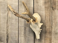 Ree - schedel met gewei - afbeelding 1 van  4