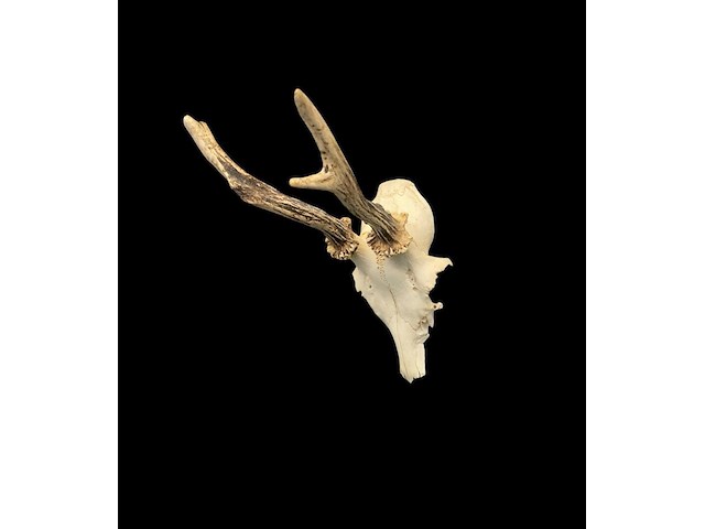 Ree - schedel met gewei - afbeelding 2 van  4