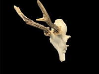 Ree - schedel met gewei - afbeelding 2 van  4
