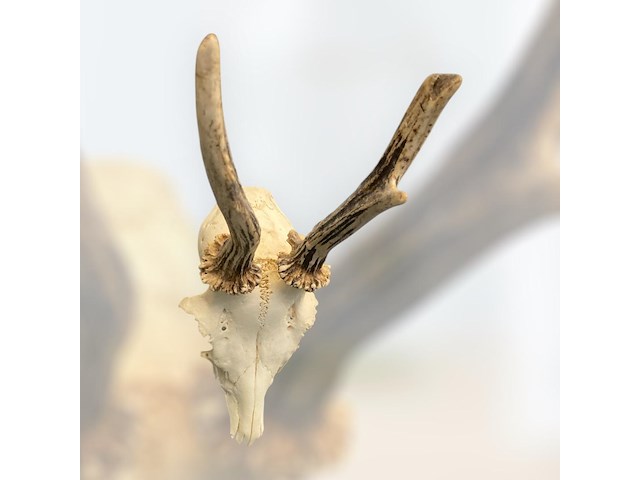 Ree - schedel met gewei - afbeelding 3 van  4