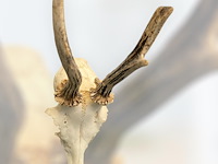 Ree - schedel met gewei - afbeelding 3 van  4