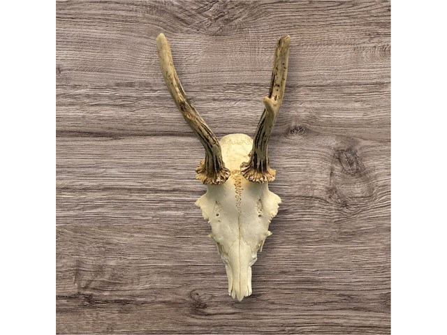 Ree - schedel met gewei - afbeelding 4 van  4