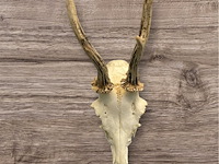 Ree - schedel met gewei - afbeelding 4 van  4