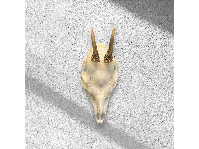 Ree - schedel met gewei - afbeelding 1 van  4