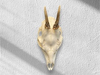 Ree - schedel met gewei - afbeelding 1 van  4