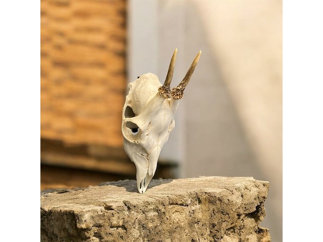 Ree - schedel met gewei - afbeelding 2 van  4