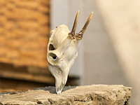 Ree - schedel met gewei - afbeelding 2 van  4