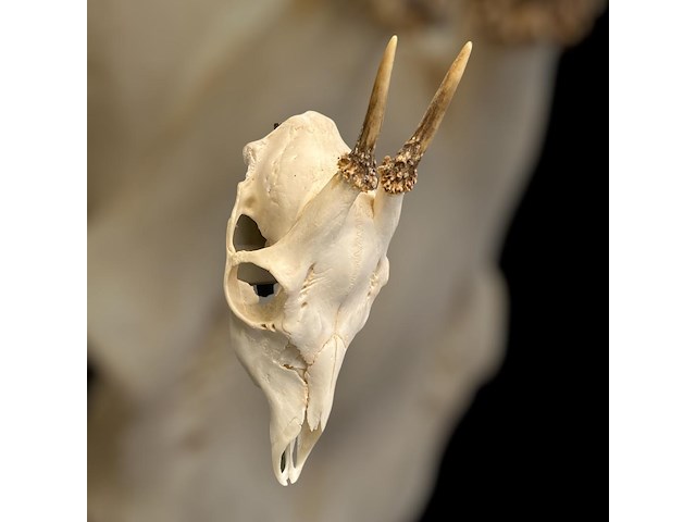 Ree - schedel met gewei - afbeelding 3 van  4