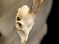 Ree - schedel met gewei - afbeelding 3 van  4