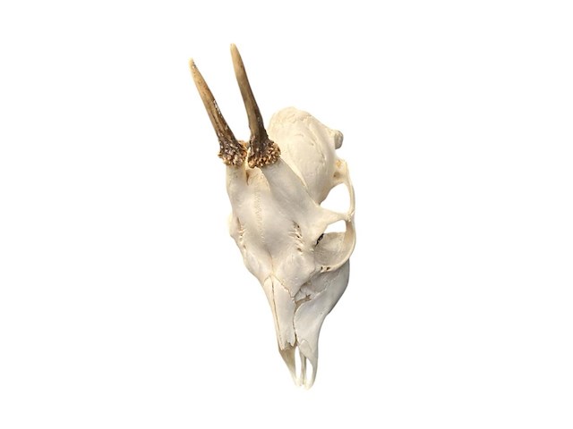 Ree - schedel met gewei - afbeelding 4 van  4