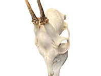 Ree - schedel met gewei - afbeelding 4 van  4