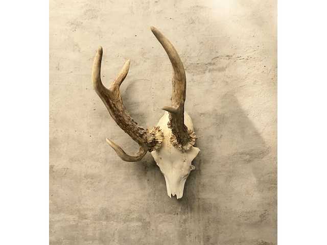 Ree - schedel met gewei - afbeelding 1 van  3