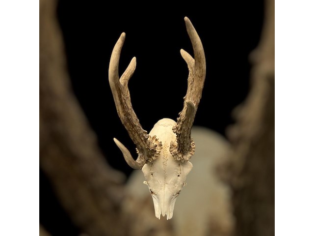 Ree - schedel met gewei - afbeelding 2 van  3