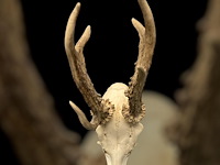 Ree - schedel met gewei - afbeelding 2 van  3