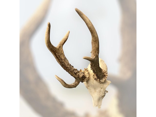 Ree - schedel met gewei - afbeelding 3 van  3
