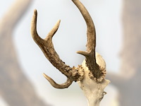 Ree - schedel met gewei - afbeelding 3 van  3