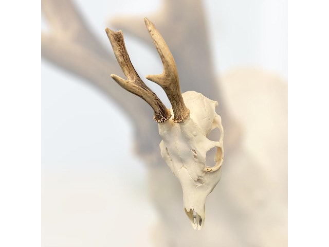 Ree - schedel met gewei - afbeelding 1 van  3