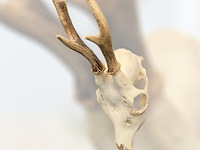 Ree - schedel met gewei - afbeelding 1 van  3