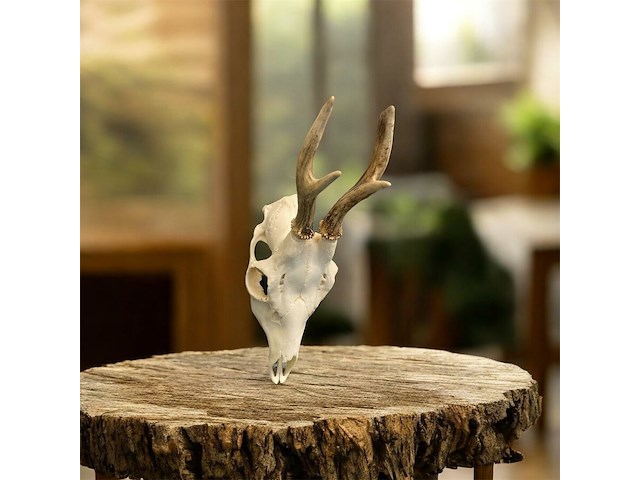 Ree - schedel met gewei - afbeelding 2 van  3