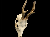 Ree - schedel met gewei - afbeelding 3 van  3