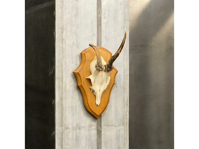 Ree - schedel met gewei - afbeelding 1 van  3