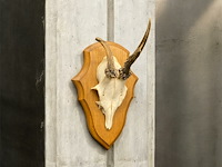 Ree - schedel met gewei - afbeelding 1 van  3