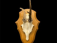 Ree - schedel met gewei - afbeelding 2 van  3