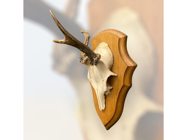 Ree - schedel met gewei - afbeelding 3 van  3