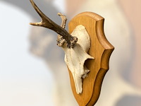 Ree - schedel met gewei - afbeelding 3 van  3