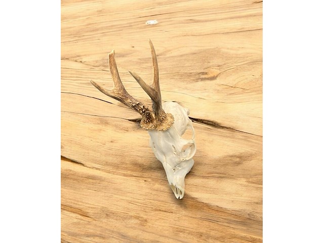 Ree - schedel met gewei - afbeelding 1 van  4