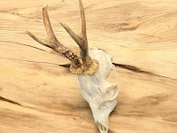 Ree - schedel met gewei - afbeelding 1 van  4