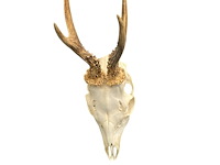 Ree - schedel met gewei - afbeelding 2 van  4